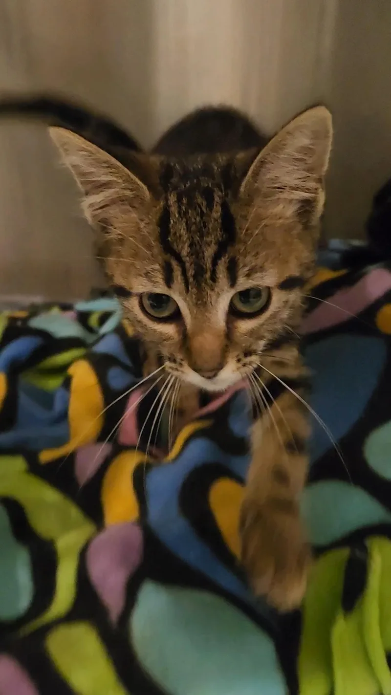 A baby medium-sized male Tabby (Brown / Chocolate) Domestic Short Hair cat named Constitution for adoption in Charleston, SC