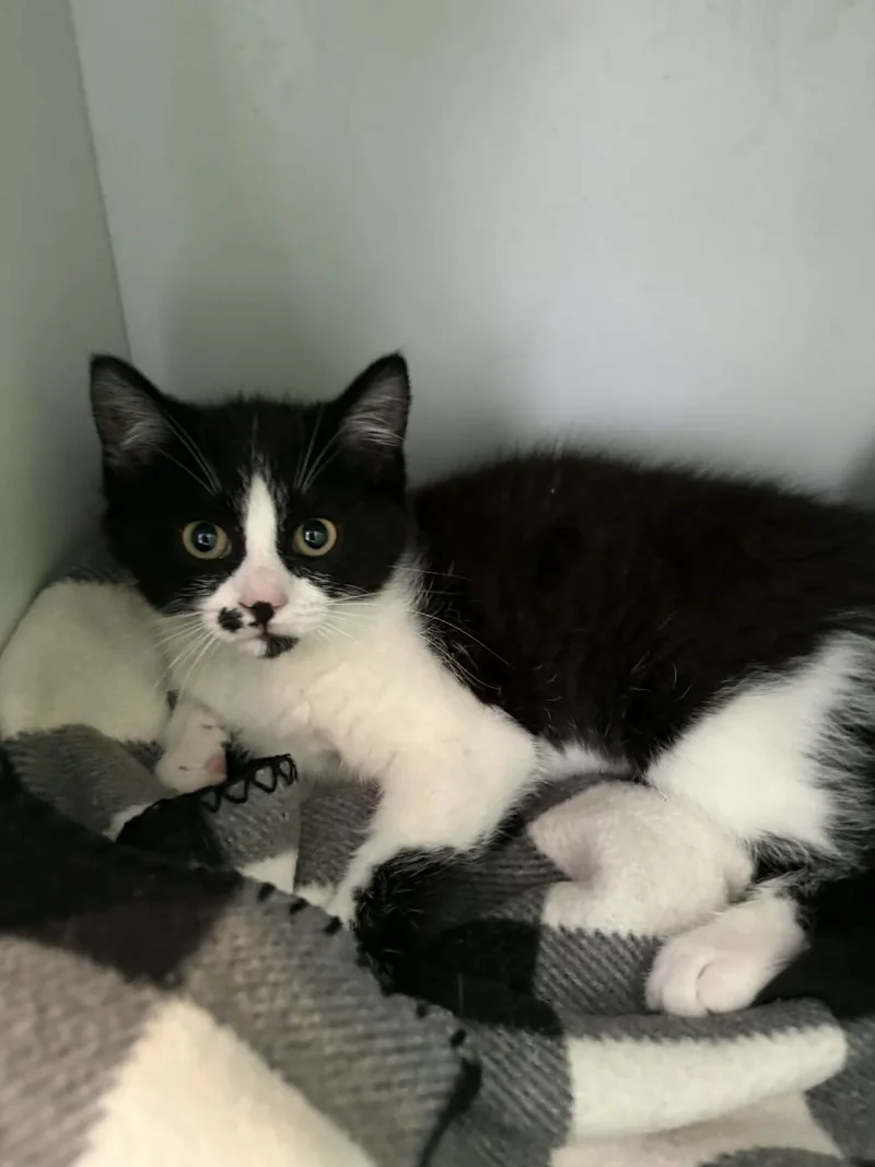 A baby medium-sized female Black & White / Tuxedo American Shorthair cat named Lucy for adoption in Barboursville, WV