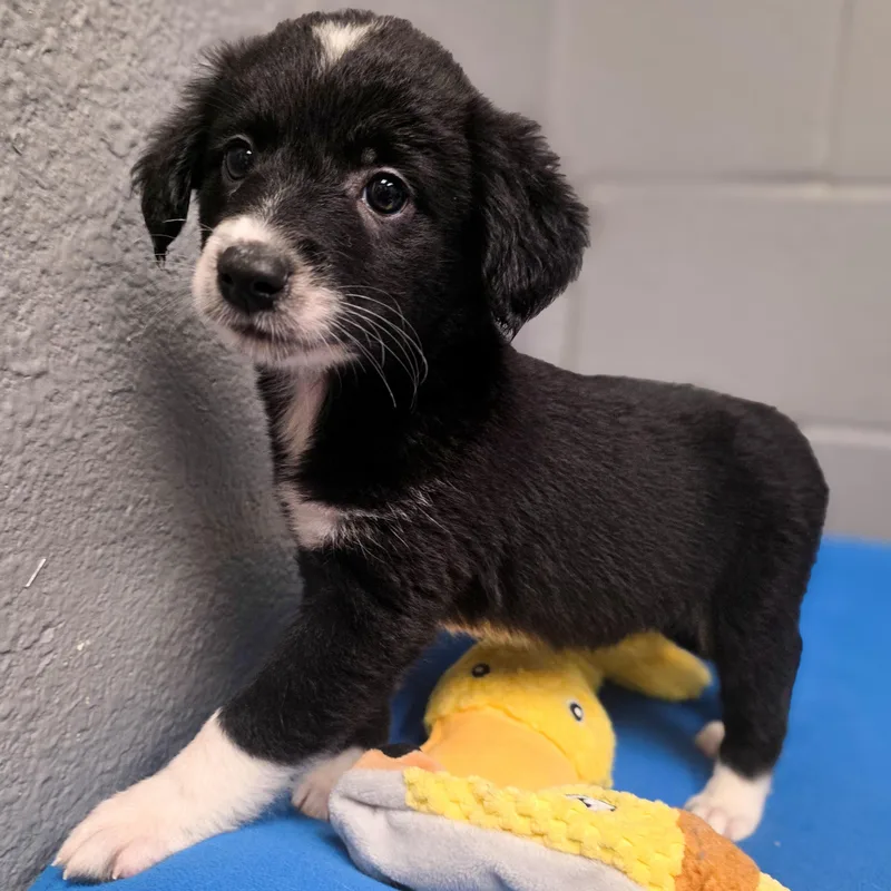 A baby medium-sized female Black Border Collie dog named Dally for adoption in Gainesville, TX