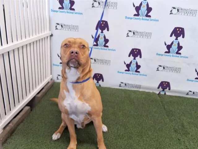 A young large-sized male Pit Bull Terrier dog named Roco for adoption in Orlando, FL