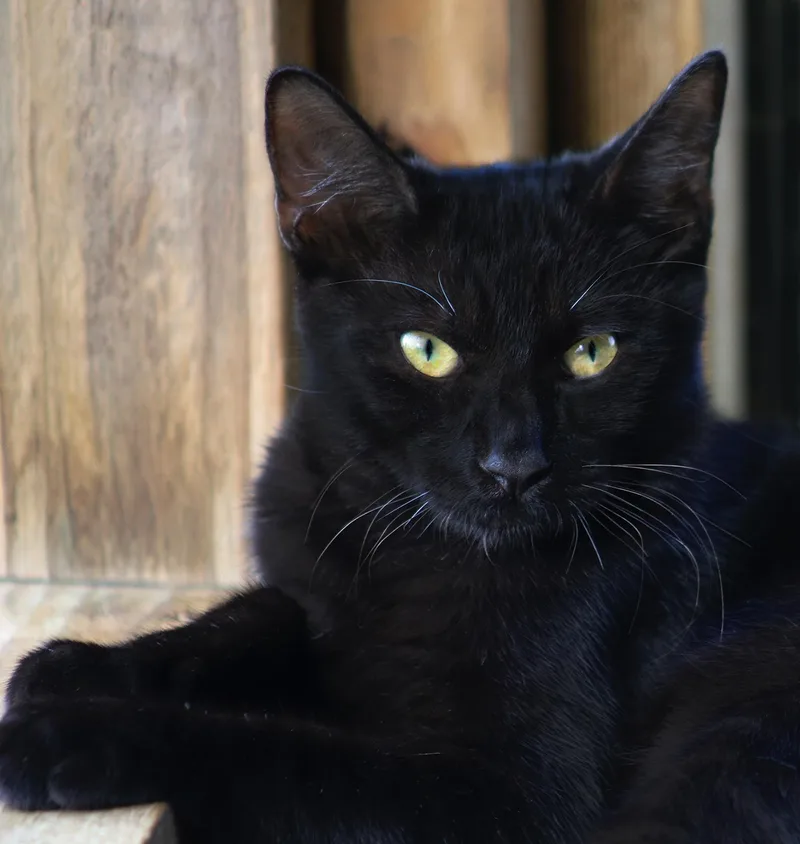 A baby medium-sized male Domestic Short Hair cat named Kurt for adoption in North Fort Myers, FL