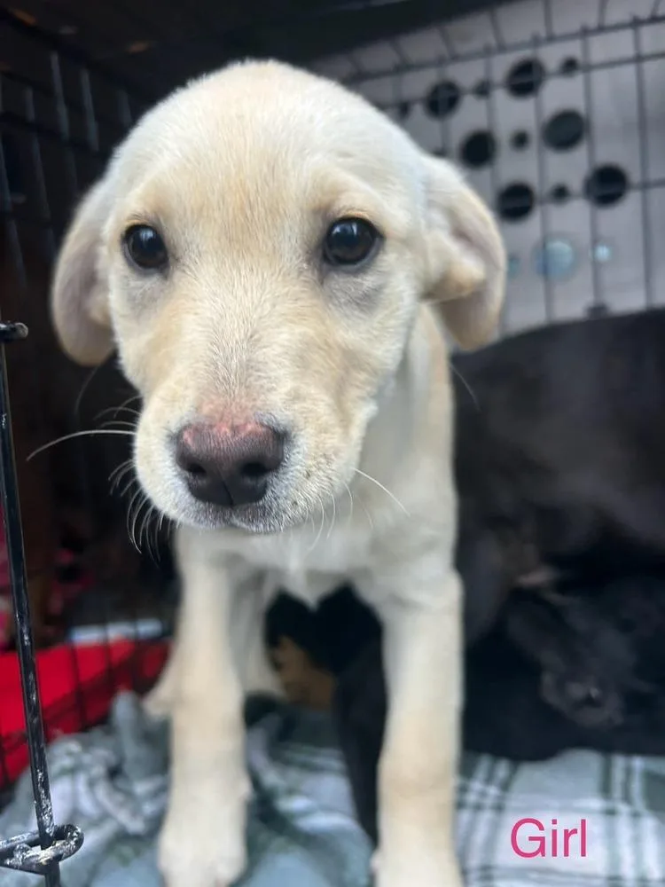 Lonesome Dove : Clara thumbnail 2