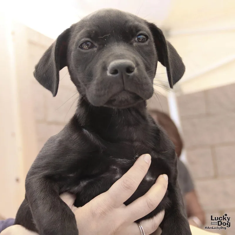 A baby medium-sized female Labrador Retriever dog named Shirley for adoption in Washington, DC
