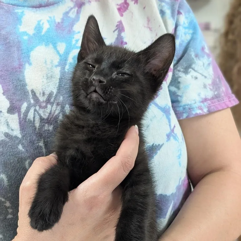 A baby small-sized male Black Domestic Short Hair cat named Lavender for adoption in Canton, IL