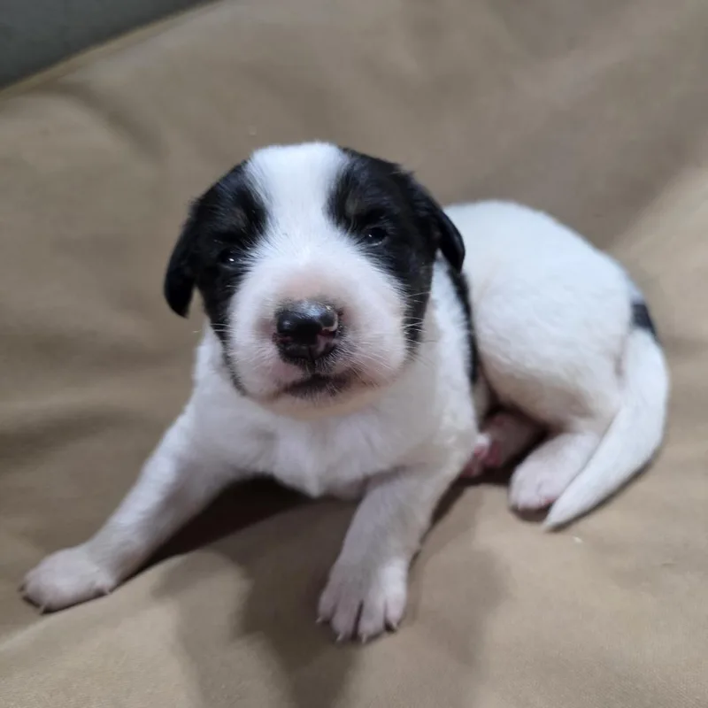 A baby small-sized male White / Cream Australian Shepherd dog named CT Mask avail Oct for adoption in Stormville, NY