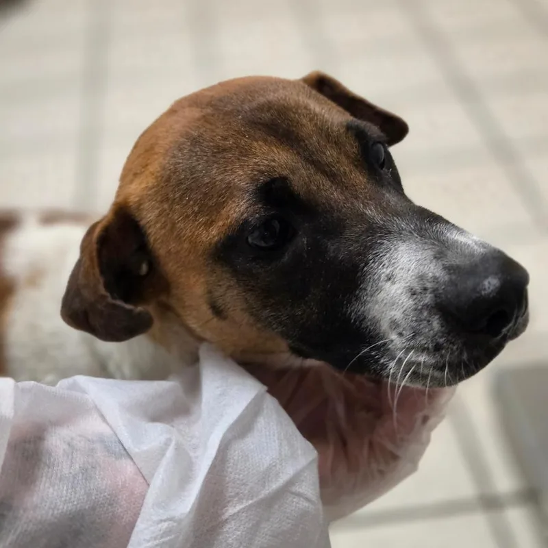 An adult medium-sized female White / Cream Mixed Breed dog named Dawn for adoption in Charleston, WV