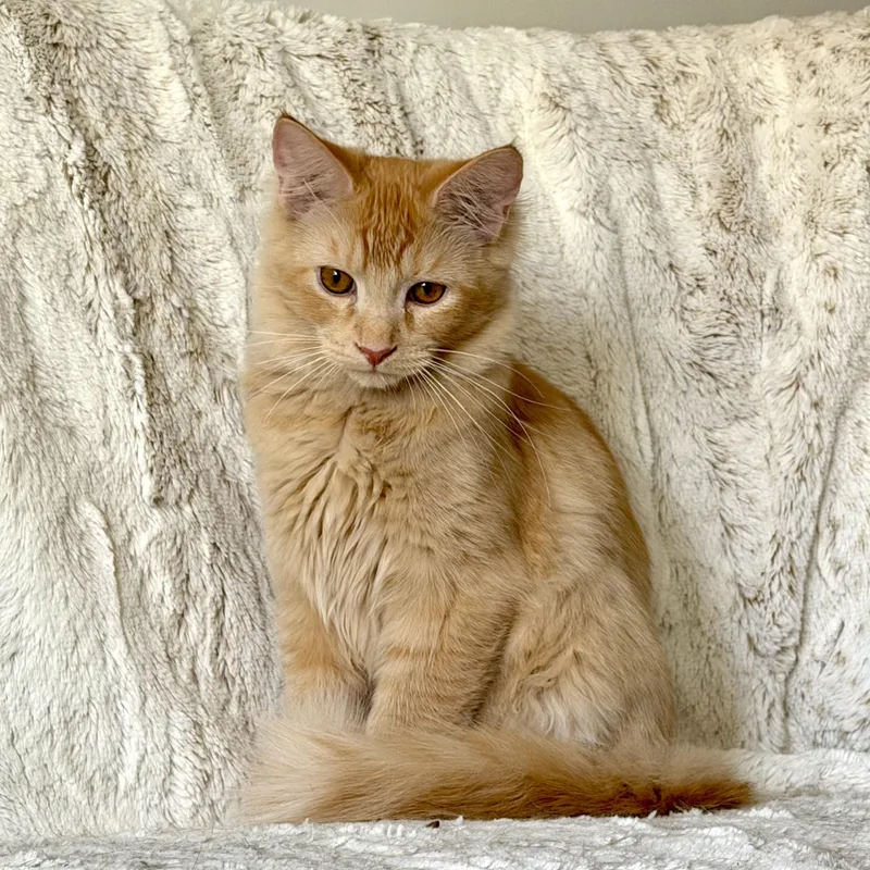A baby medium-sized female Orange & White Domestic Short Hair cat named Starbuck for adoption in Rochester Hills, MI