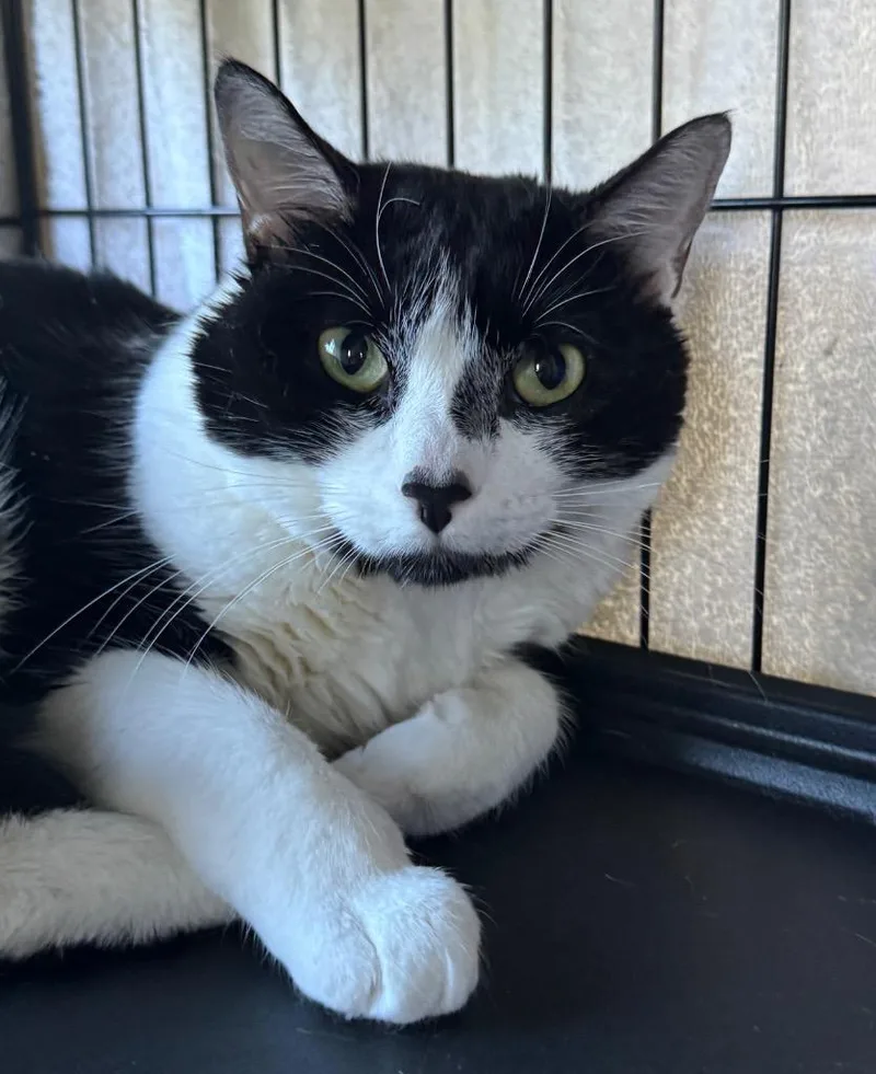 A young medium-sized female Domestic Short Hair cat named Bluey for adoption in Cumberland, ME