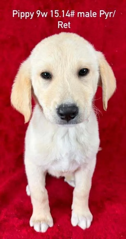 Pippy