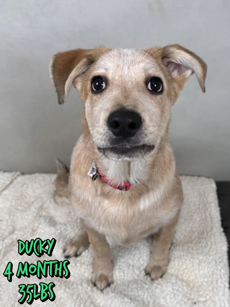 A baby large-sized male Mixed Breed dog named Ducky for adoption in Holbrook, NY
