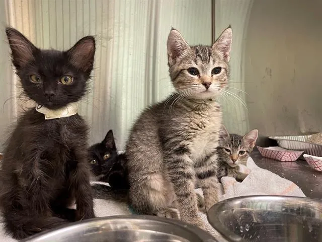 A baby small-sized male Domestic Medium Hair cat named Tairn for adoption in Tustin, CA