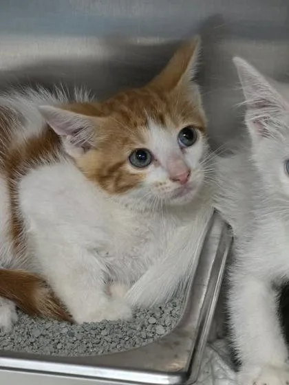A baby small-sized male Domestic Short Hair cat named Gruyere for adoption in Houston, TX