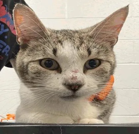 An adult medium-sized male Gray / Blue / Silver Domestic Short Hair cat named Curtis for adoption in Cincinnati, OH