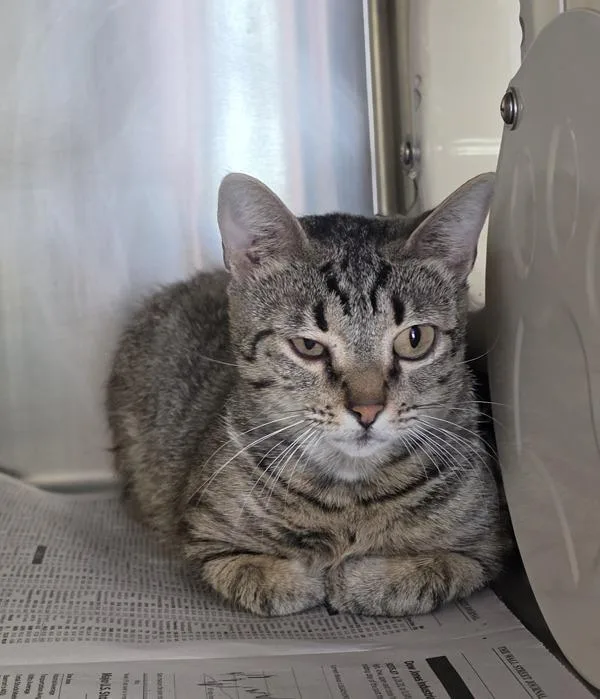 A young small-sized female Domestic Short Hair cat named Christy for adoption in Cleveland, TN