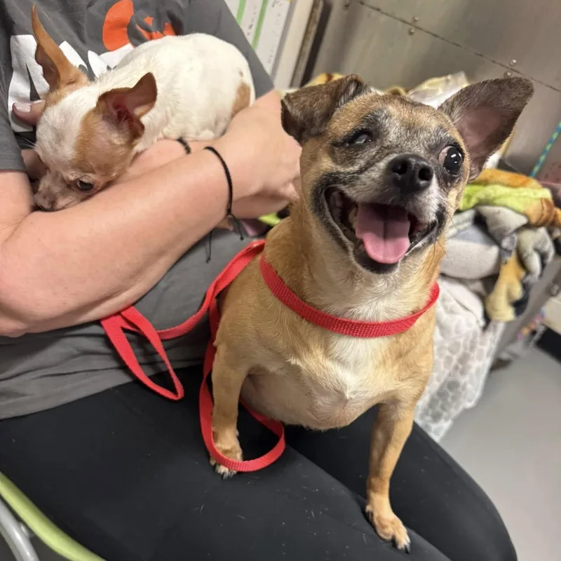 An adult small-sized female Chihuahua dog named Nina for adoption in Cherry Hill, NJ