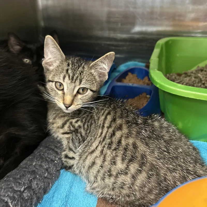 A baby medium-sized female Tabby (Brown / Chocolate) Domestic Short Hair cat named Murders  of for adoption in La Grange Park, IL