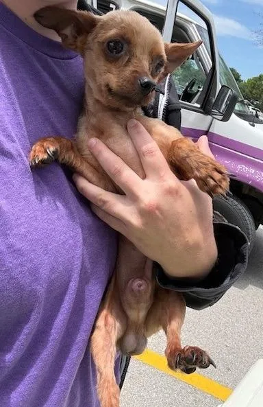 An adult small-sized male Yorkshire Terrier dog named Gunner for adoption in Thompson Falls, MT