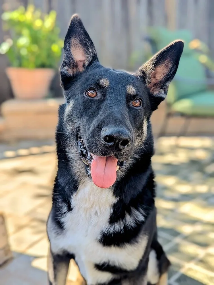 An adult large-sized male German Shepherd Dog dog named Cooper for adoption in Walnut Creek, CA
