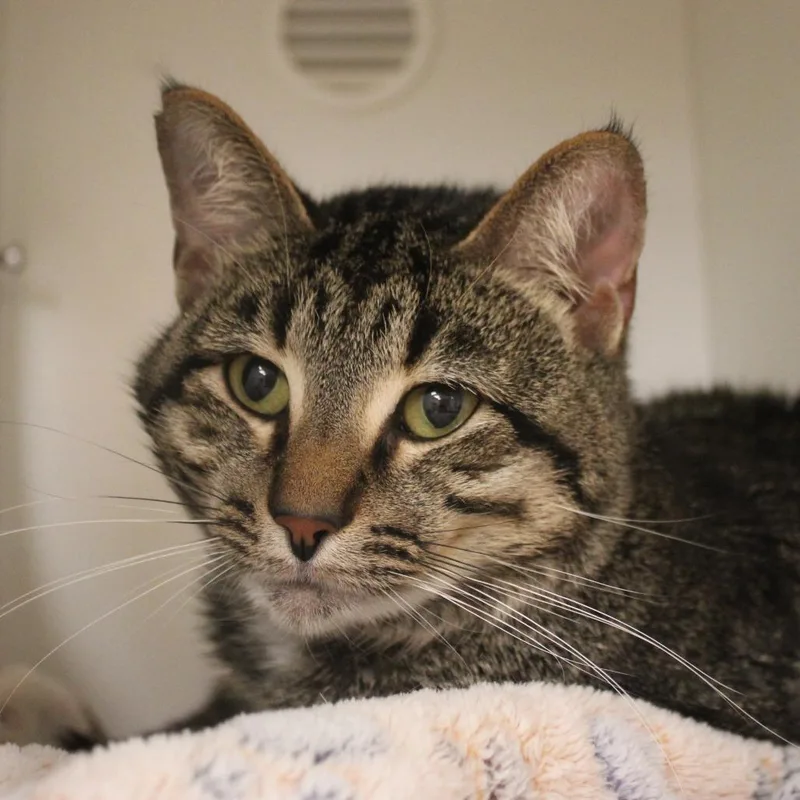 An adult medium-sized male Brown / Chocolate Domestic Short Hair cat named Chicken Nugget for adoption in Champaign, IL