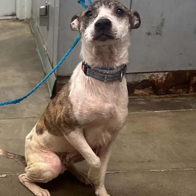 An adult medium-sized female Brindle Mixed Breed dog named Joan for adoption in Melbourne, KY