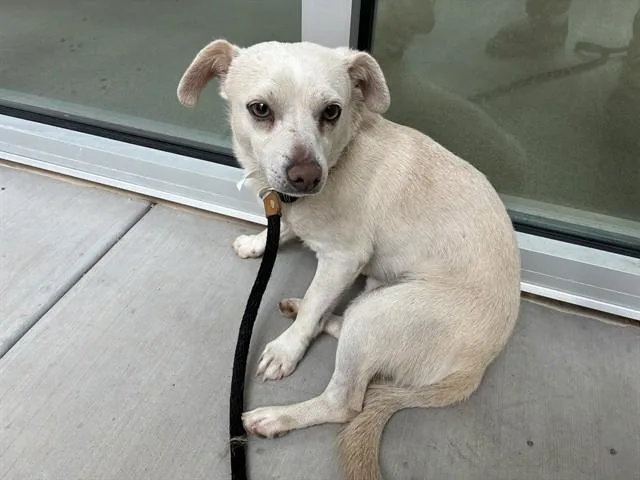 A young small-sized male Chihuahua dog named Nacho for adoption in Mesa, AZ