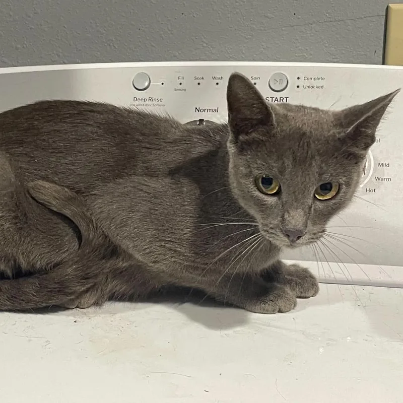 A young medium-sized female Russian Blue cat named Tiffany for adoption in mount vernon, AR