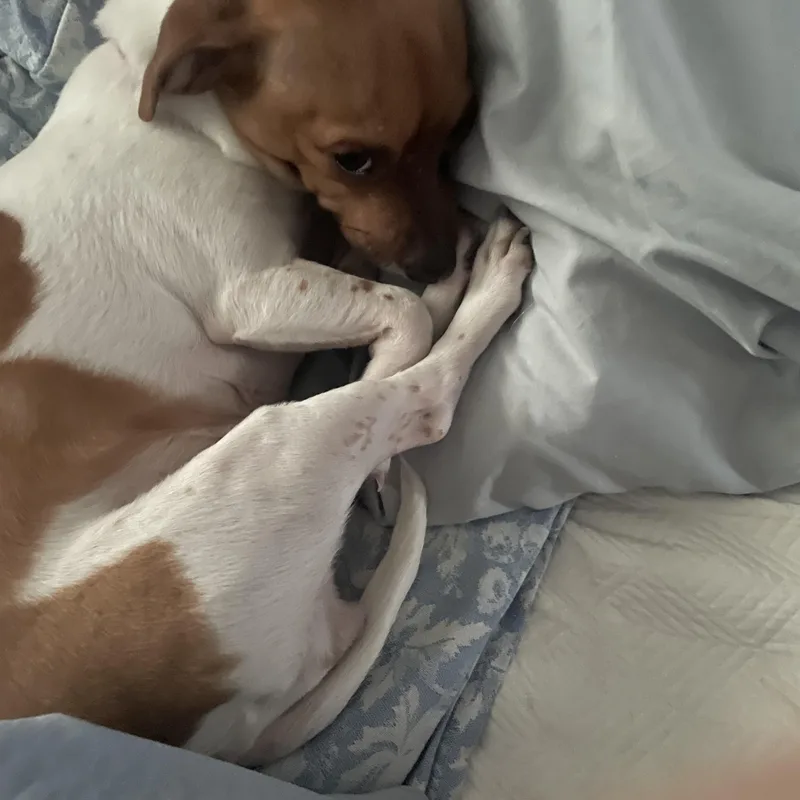 An adult small-sized female Dachshund dog named Rose Courtesy Listed for adoption in Midland, MI