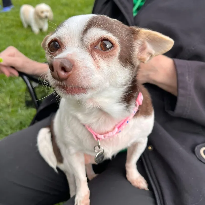 A senior small-sized female Chihuahua dog named Minnie for adoption in Schnecksville, PA