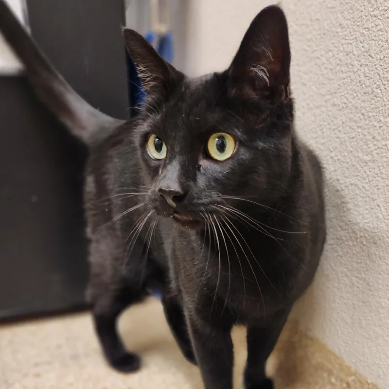 A senior large-sized male Black Domestic Short Hair cat named Geo for adoption in Reno, NV