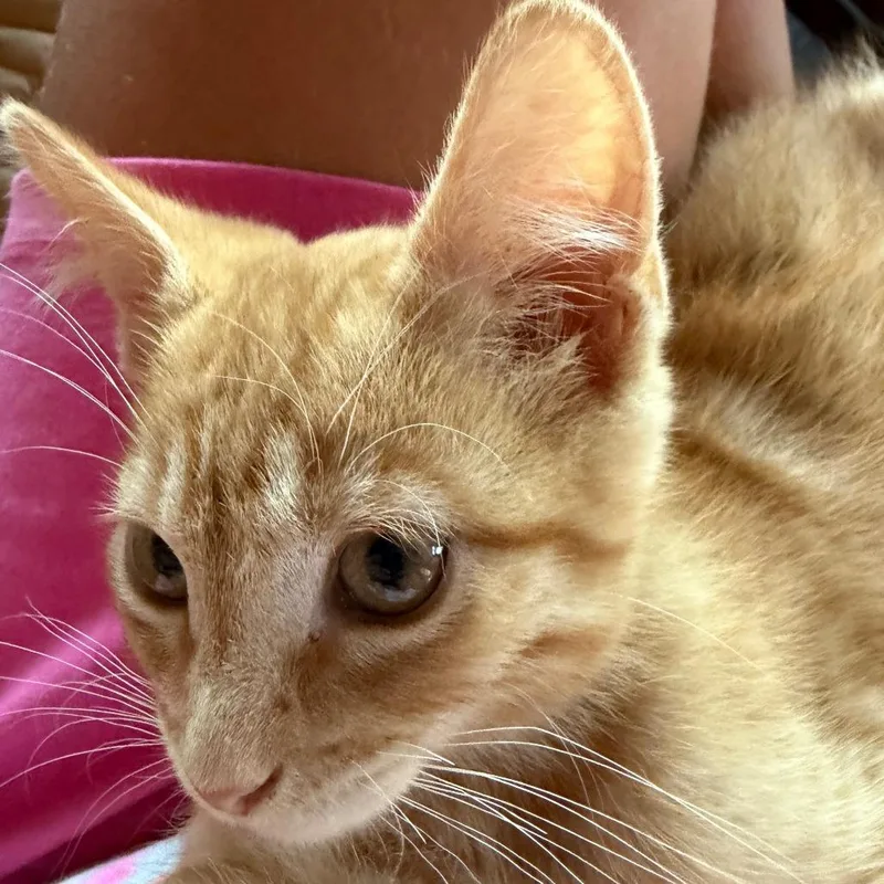 A baby small-sized male Orange / Red Domestic Short Hair cat named Ralph for adoption in Evansville, IN
