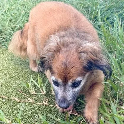 An adult small-sized female Mixed Breed dog named Sammie for adoption in Largo, FL