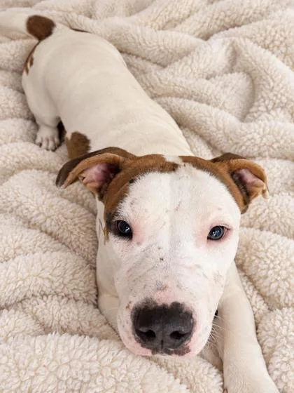 An adult large-sized male Boxer dog named Reginald for adoption in Winfield, KS