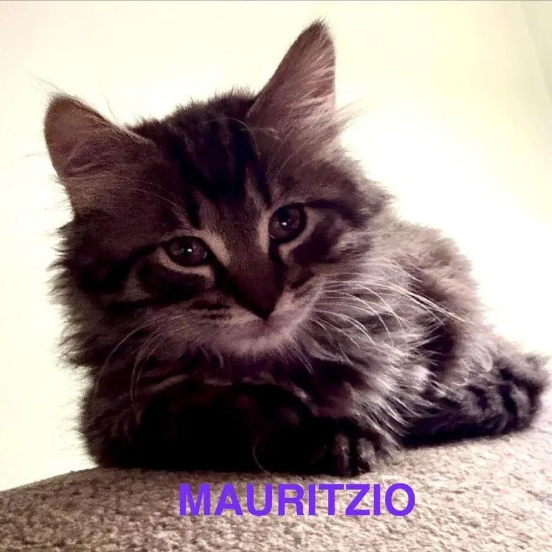 A baby small-sized male Domestic Long Hair cat named Mauritzio for adoption in Pasadena , MD