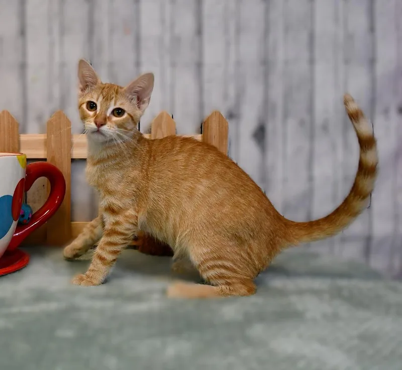 A baby small-sized male Domestic Short Hair cat named Nelson for adoption in Roanoke, TX
