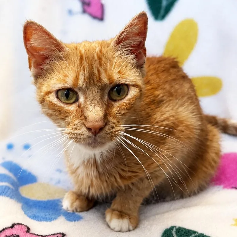 An adult medium-sized female Orange / Red Domestic Short Hair cat named Mama Everything for adoption in Mount Juliet, TN