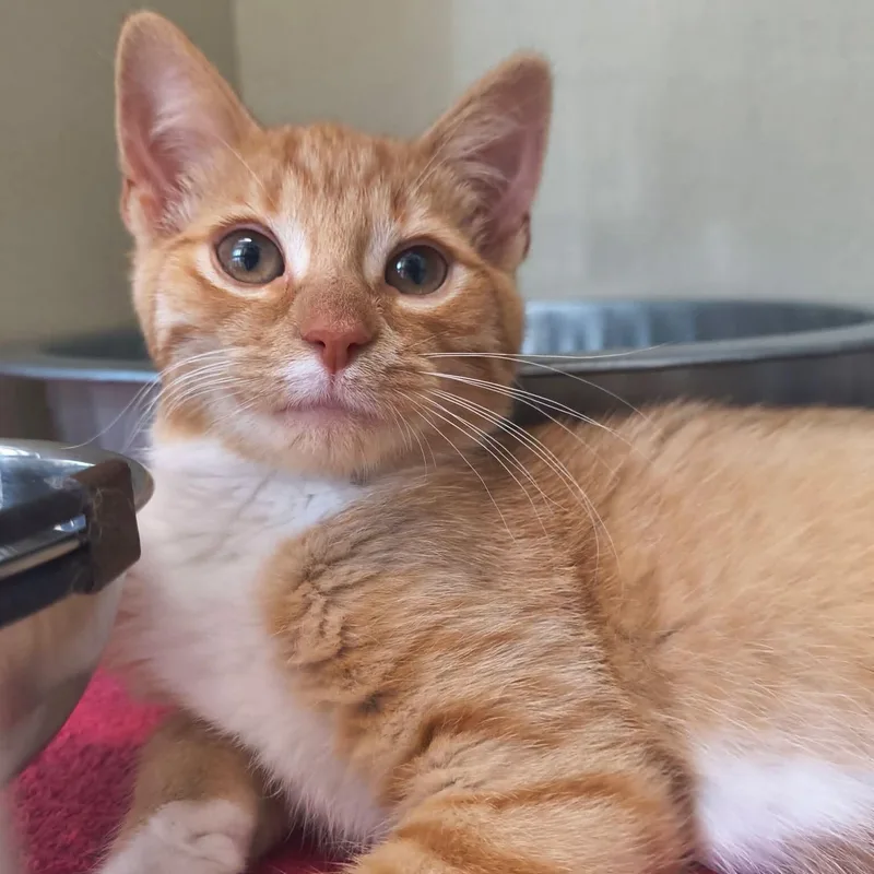 A baby large-sized male Orange & White Domestic Short Hair cat named Broccoli for adoption in Saint Marys, PA
