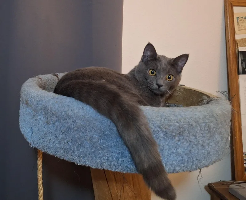 Hank And Ace thumbnail 2