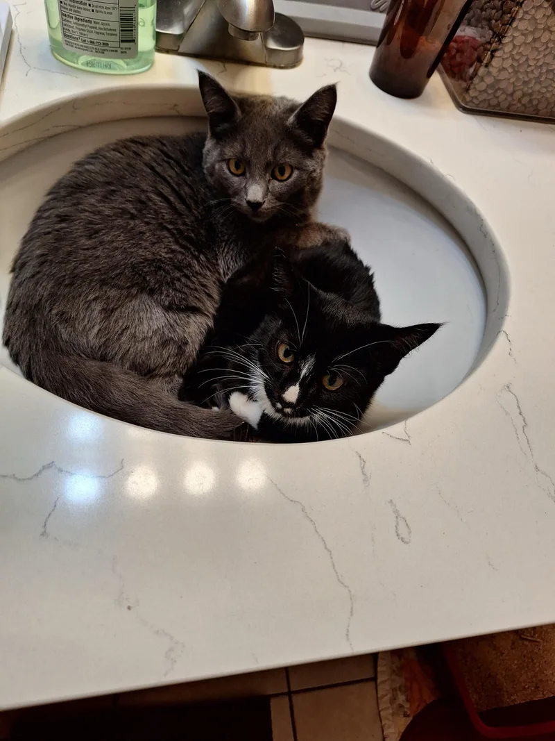 Hank And Ace thumbnail 3