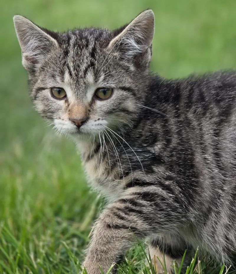 A baby small-sized female Domestic Short Hair cat named Maxine for adoption in Huntington, IN