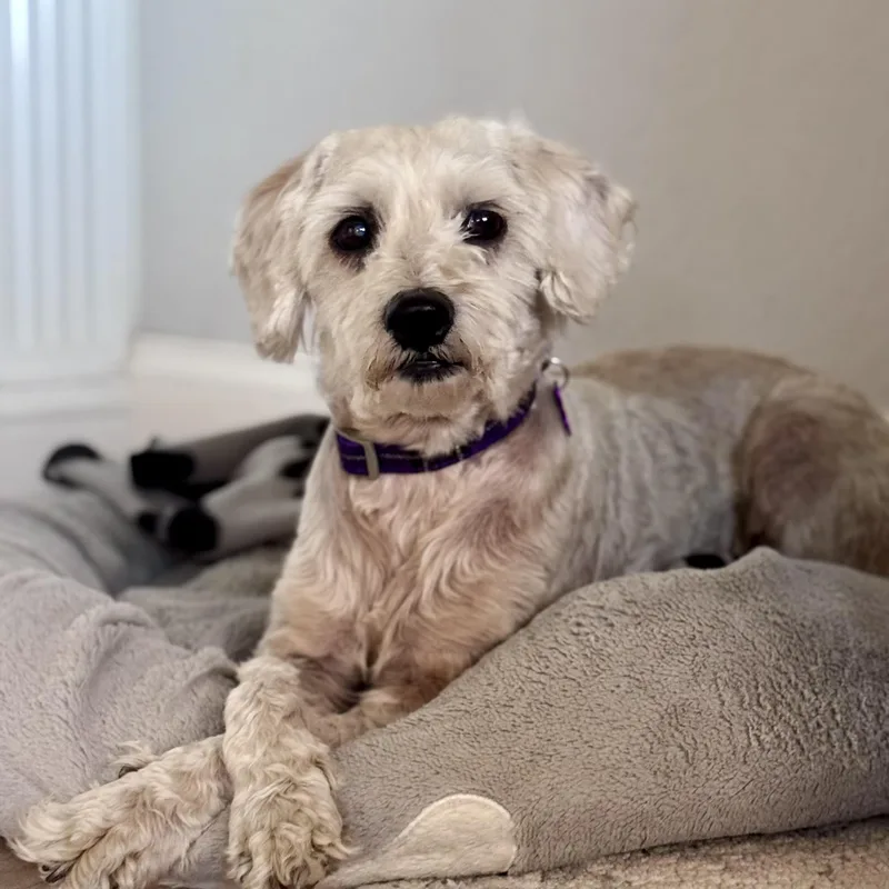 A senior small-sized female Maltese dog named Pencil for adoption in Placentia, CA