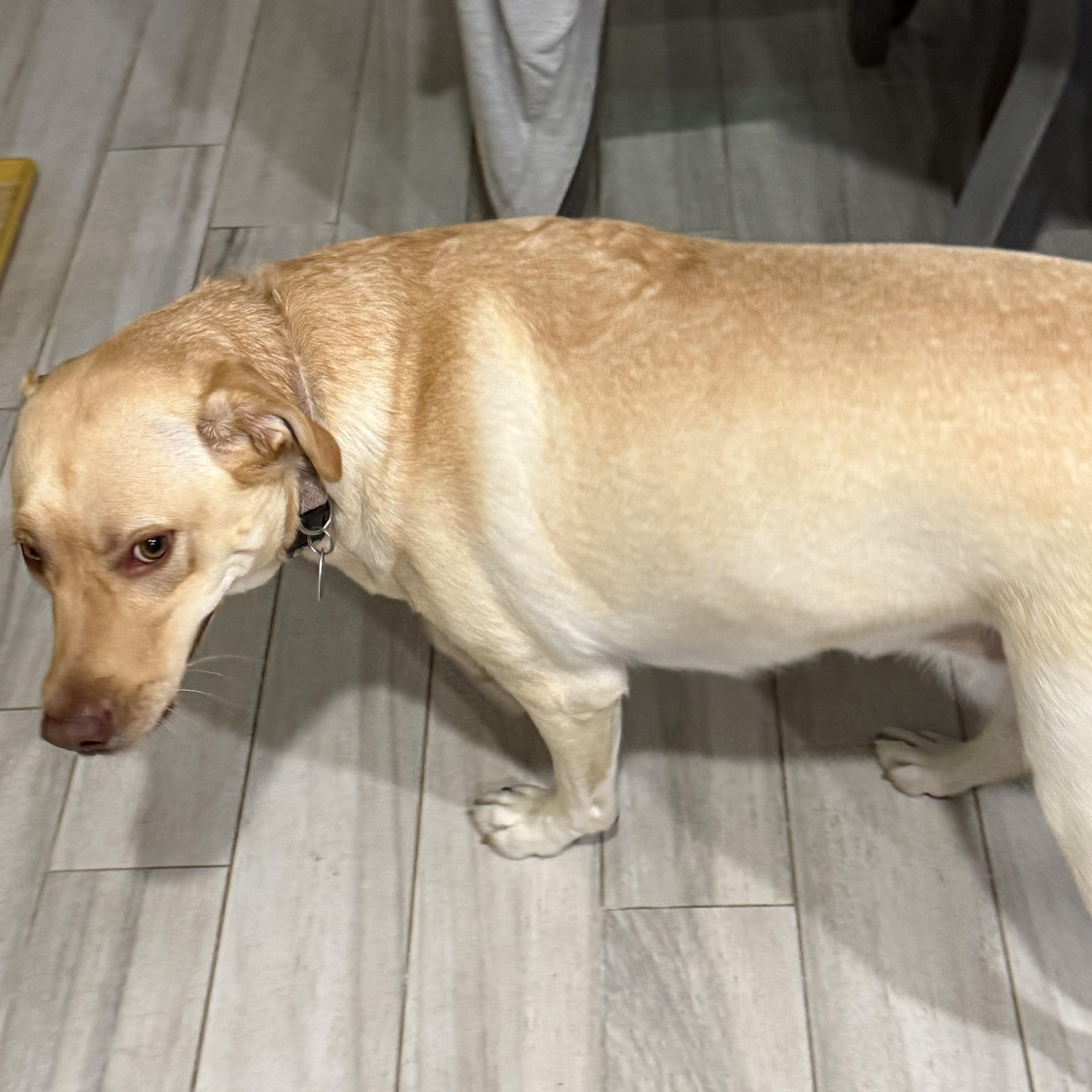 An adult large-sized female Apricot / Beige Labrador Retriever dog named Sandy for adoption in Farmersville, TX