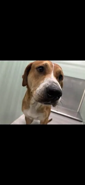 An adult large-sized male Boxer dog named Mustache for adoption in Lincolnton, NC