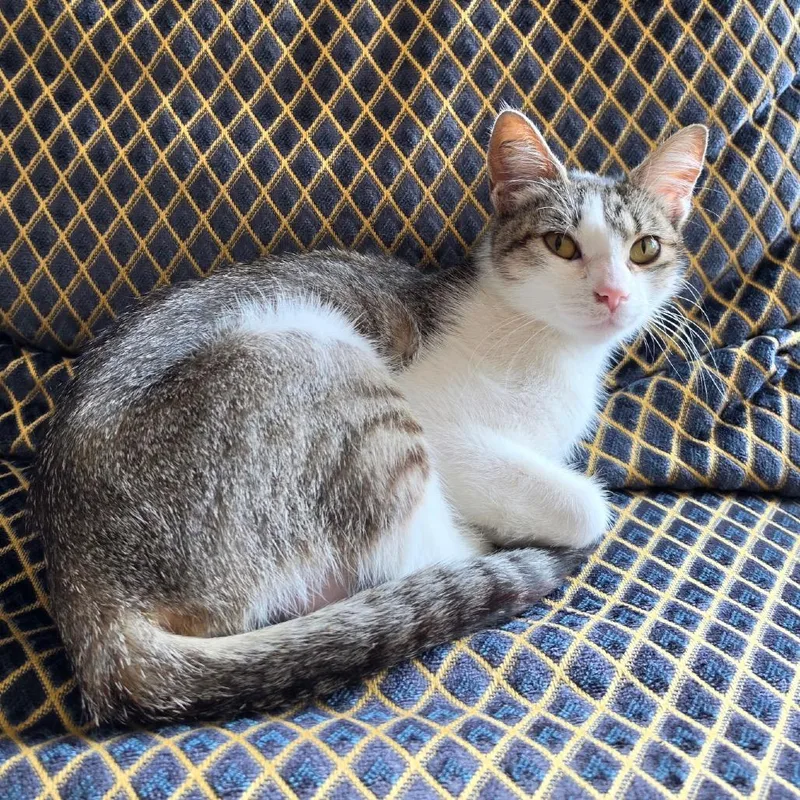 A young medium-sized female White Domestic Short Hair cat named Annalisa for adoption in Point Richmond, CA