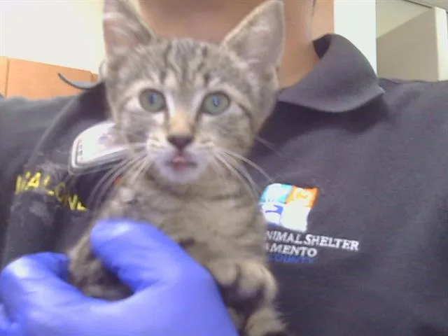 A baby small-sized female Domestic Short Hair cat named Honor for adoption in Sacramento, CA