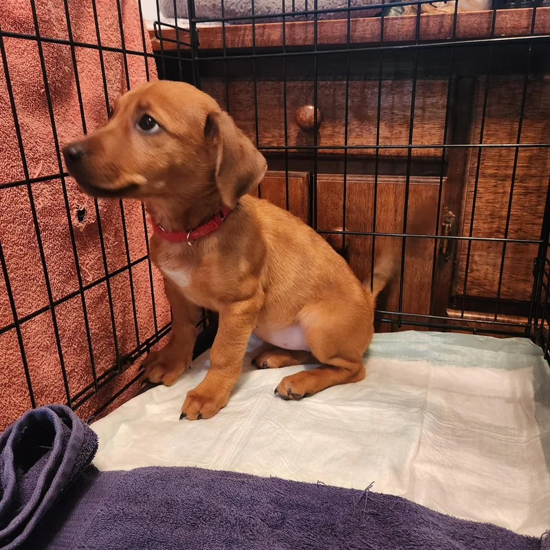A baby small-sized female Red / Chestnut / Orange Dachshund dog named Wednesday for adoption in Troutman, NC