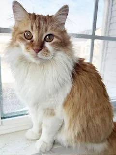 An adult large-sized female Orange & White Domestic Long Hair cat named Audrey for adoption in Mount Prospect, IL