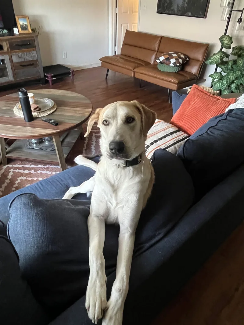 A young large-sized male Great Dane dog named Aslan for adoption in Austin, TX