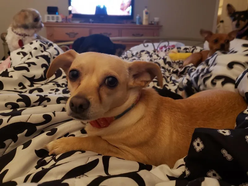 An adult small-sized female Yellow / Tan / Blond / Fawn Chihuahua dog named Ruthine Slthw for adoption in Missouri City, TX