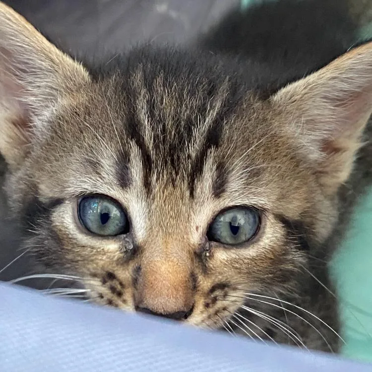 A baby small-sized female Brown / Chocolate Domestic Short Hair cat named Clove for adoption in West Palm Beach, FL