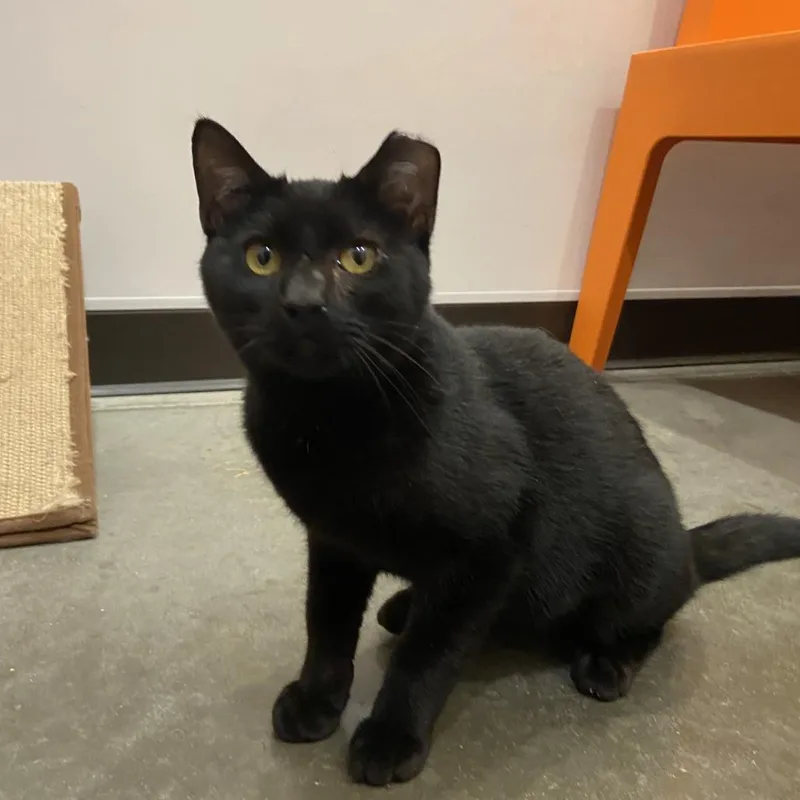 A young medium-sized male Black Domestic Short Hair cat named Commander Whiskers for adoption in Washington Township, OH